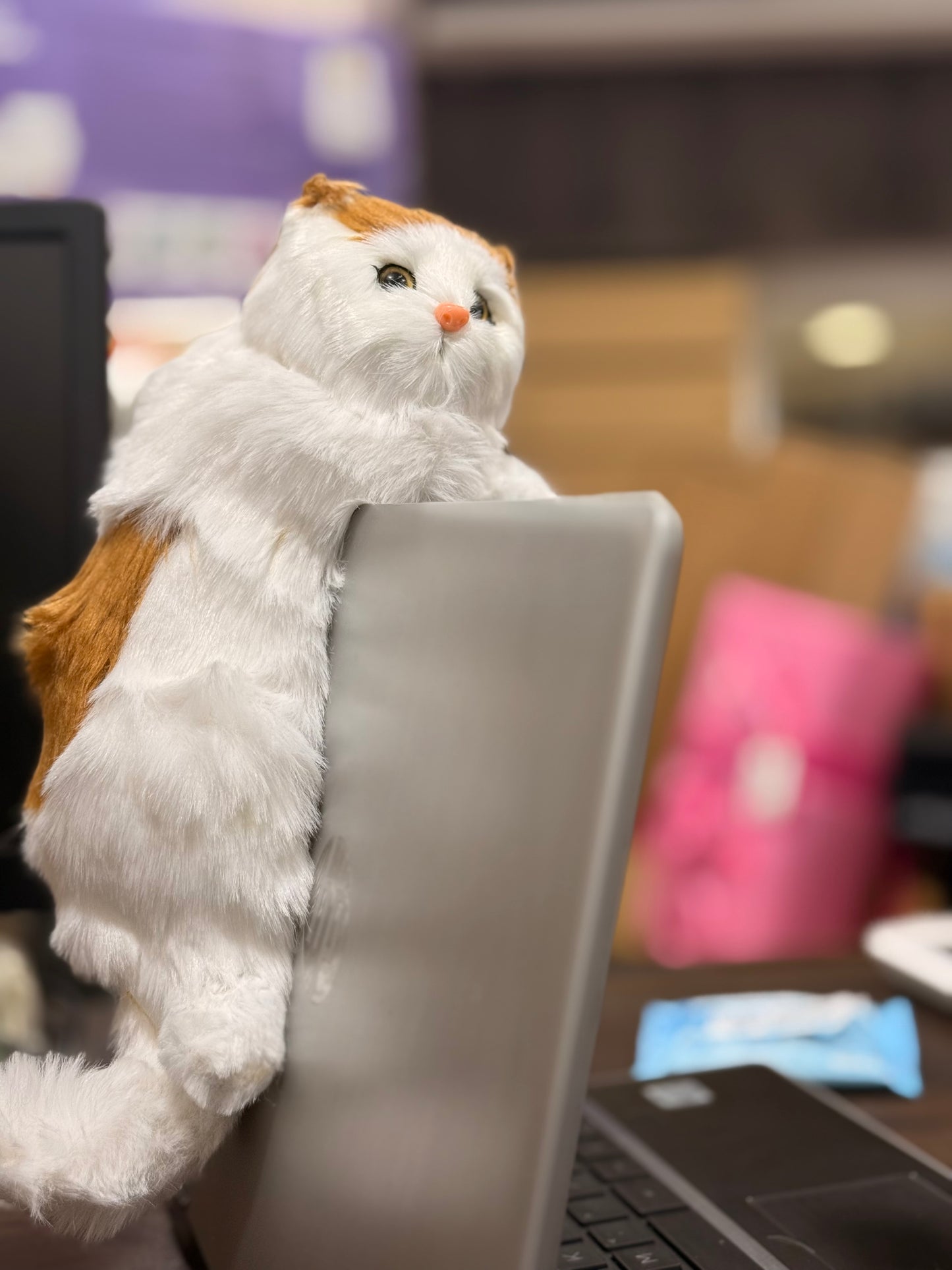 Simulation Hanging Cat